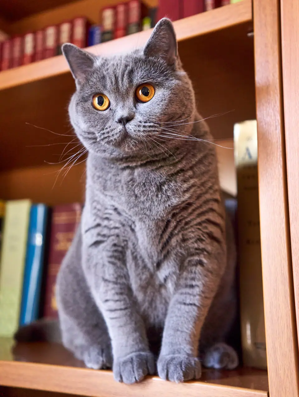 A solid blue British Shorthair with copper eyes sitting on a bookshelf