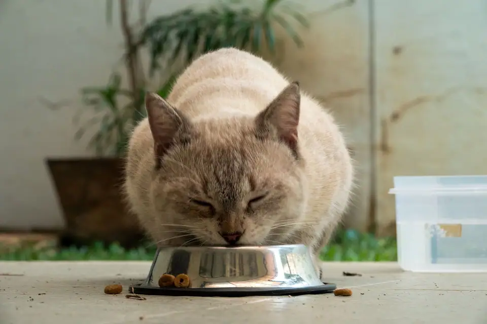 A cat eating from a bowl