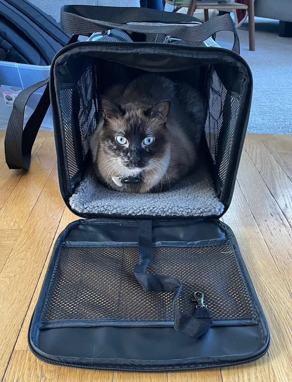 A cat inside a pet carrier