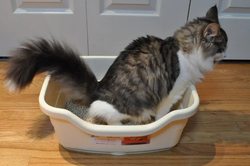 A cat stepping into a litter box