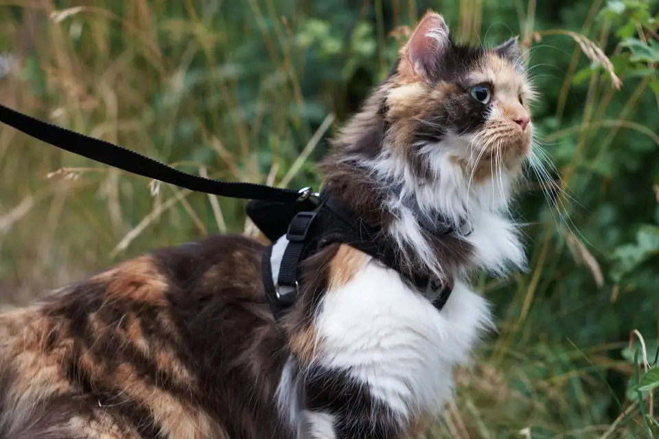 A cat outdoors on a harness and leash