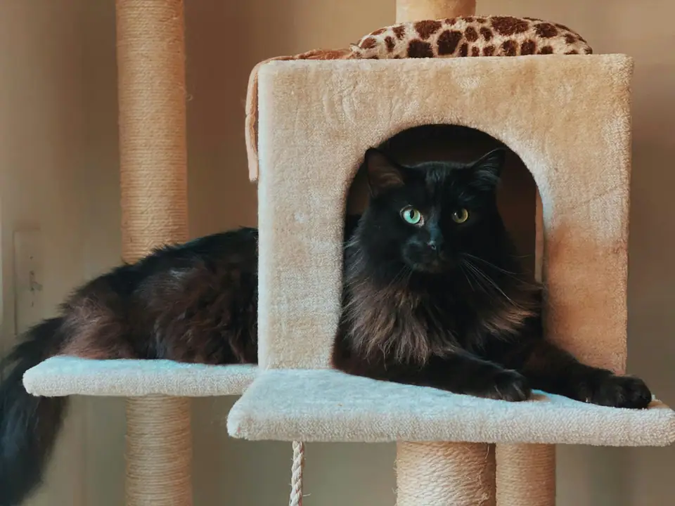 A cat on a tall cat tree