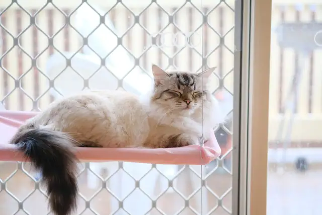 Cat on a window perch