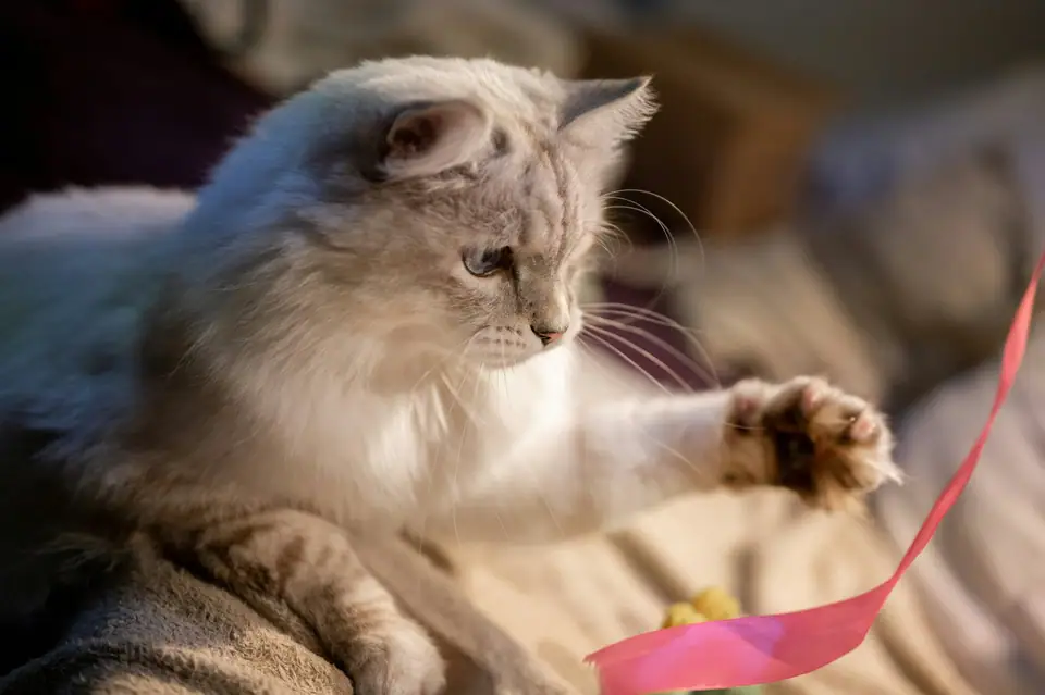 A cat playing with a wand toy