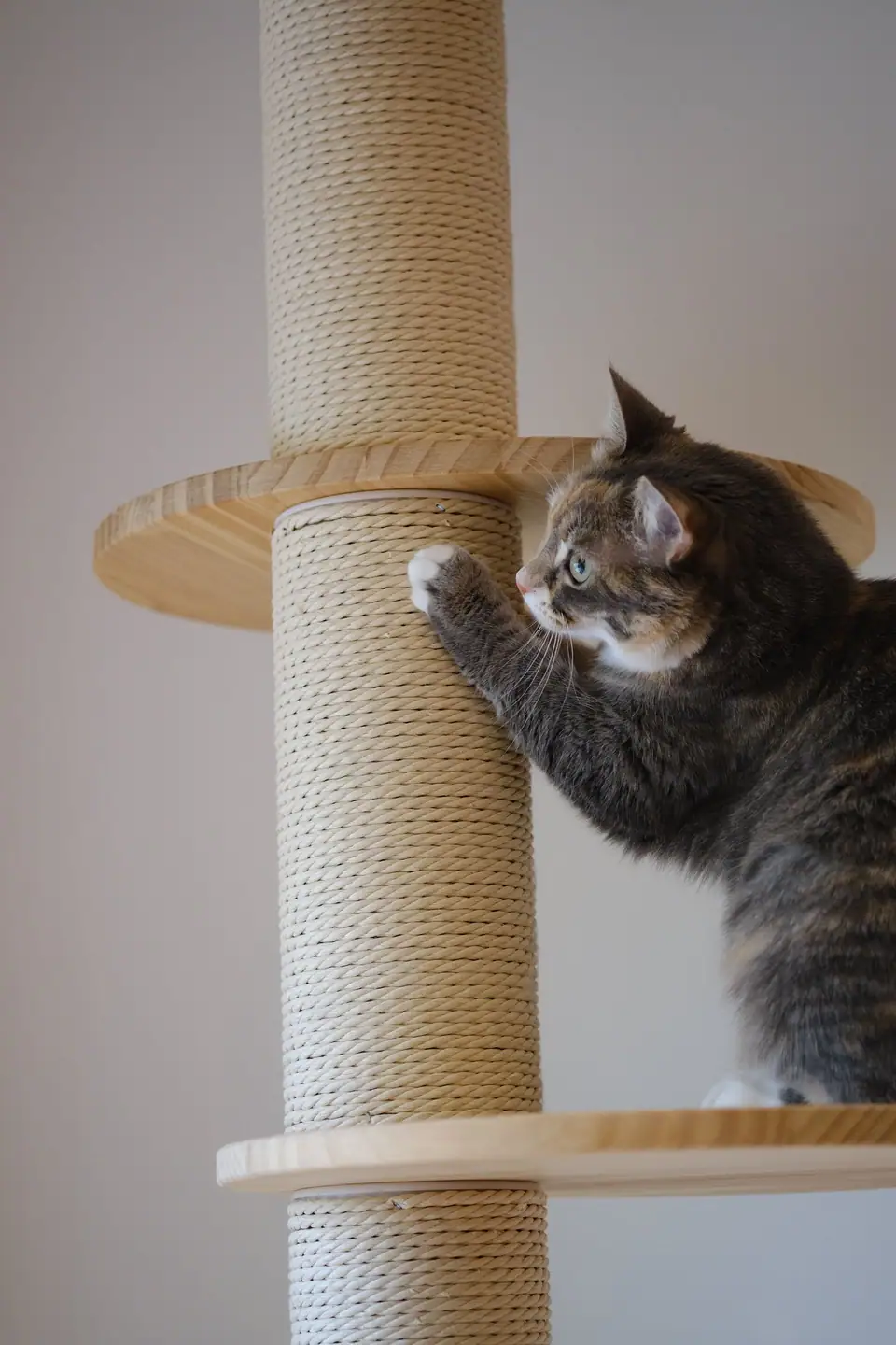 A cat stretching up a sisal scratching post