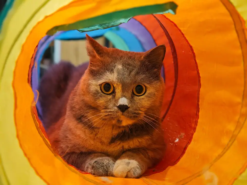 A cat in a play tunnel