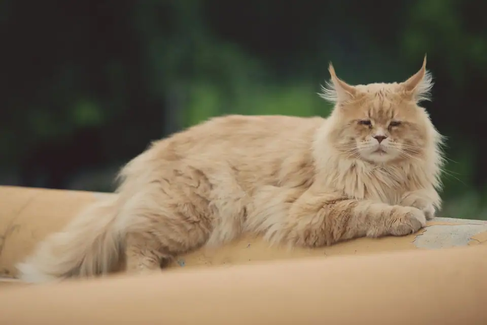 An adult Maine Coon lying stretched out, showing its long body and tail