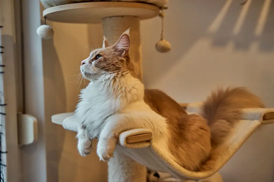 A large long-haired cat resting on a tall cat tree