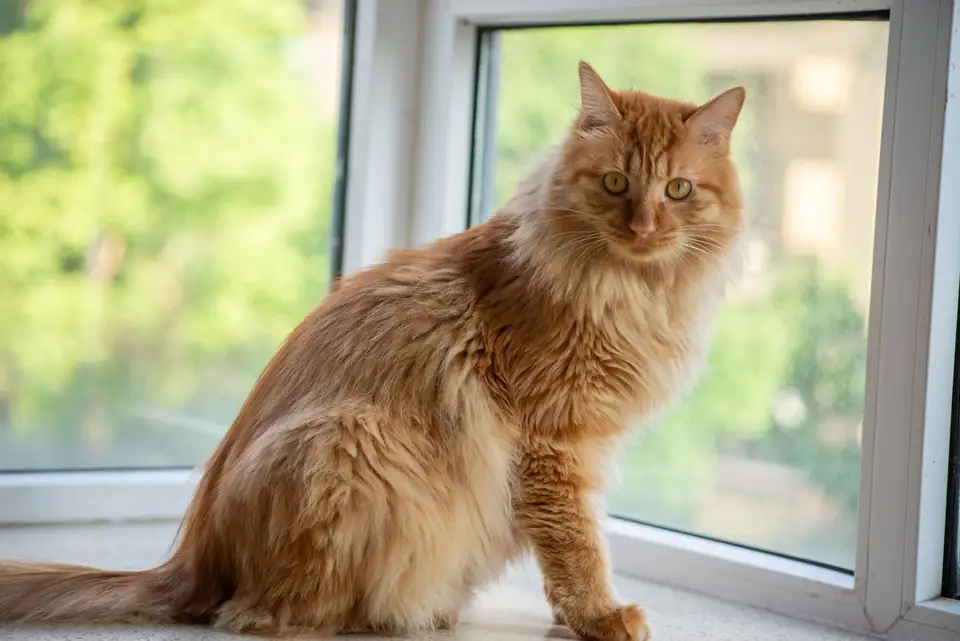 Ginger Maine Coon sitting on a windowsill with green trees outside