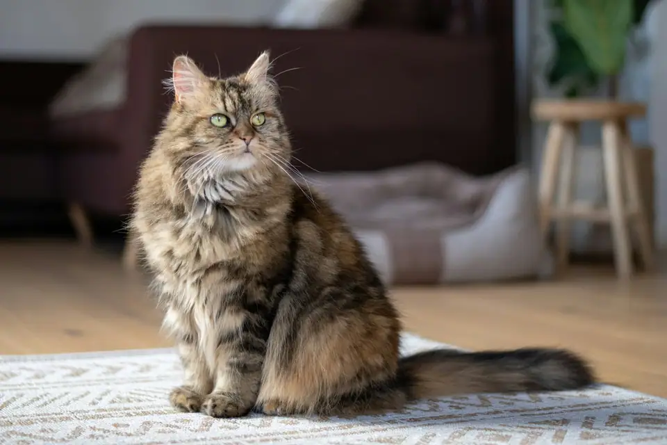 An adult Maine Coon with tufted ears