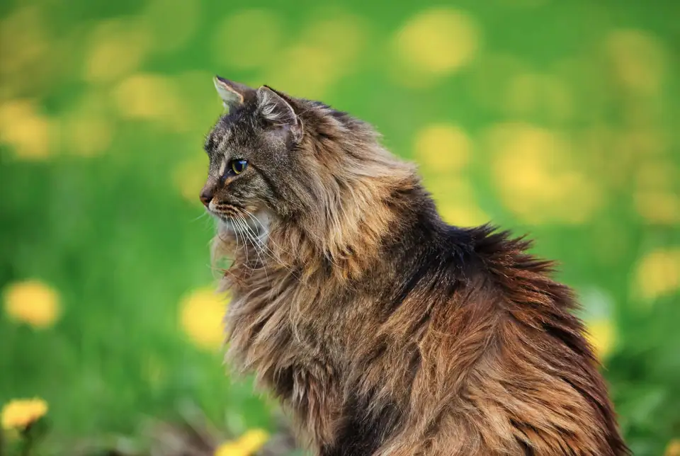 A Norwegian Forest Cat seen from the side, showing a straight profile