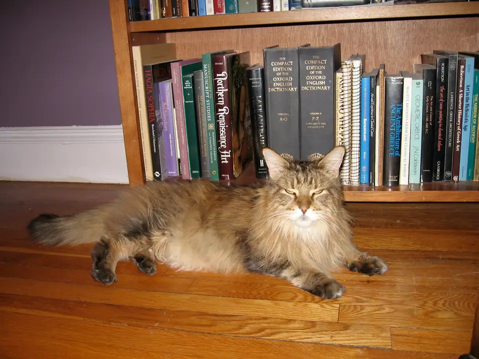 A large older cat resting on a soft bed