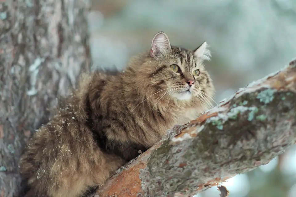 An adult Siberian cat